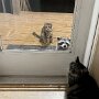 IMG_20250911_064830