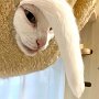 IMG_20250422_072943