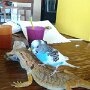 IMG_20250501_072923