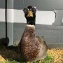 IMG_20250627_070523
