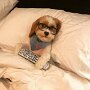 IMG_20260511_073729