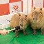IMG_20260513_070808