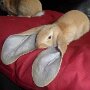 IMG_20260518_064338