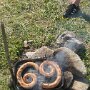IMG_20260402_064853