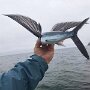 IMG_20260628_080521