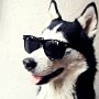 Husky glasses