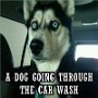 car_wash_dog