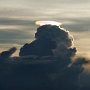 pileus_lowenstein_4320