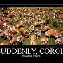 corgis