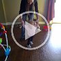 Cordie_Walks_in_Shoes_for_the_First_Time